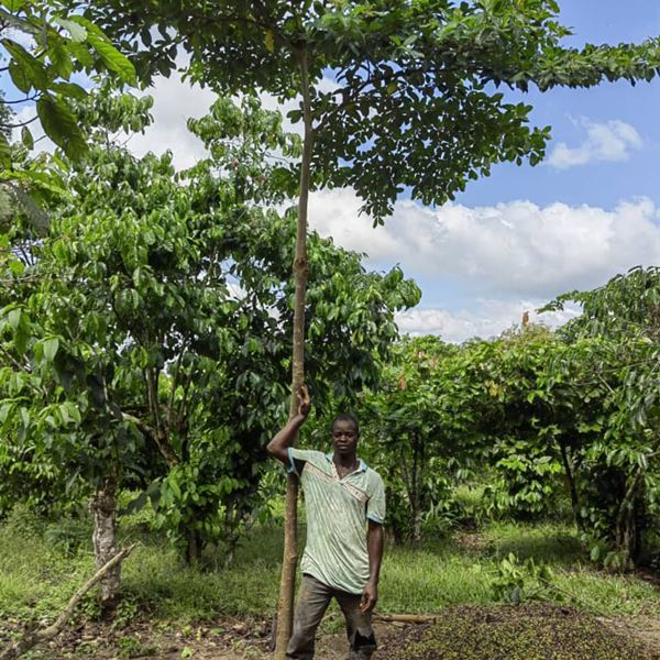 CRÉER UN AVENIR DURABLE POUR LA CHAÎNE D'APPROVISIONNEMENT DU CACAO